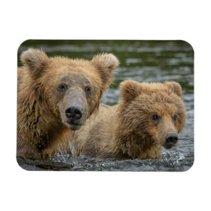 Cutest Baby Animals Mama Bear & Her Cubs Magnet