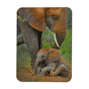 Cutest Baby Animals   Mama Elephant & Baby Magnet