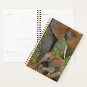 Cutest Baby Animals   Mama Elephant & Baby Planner