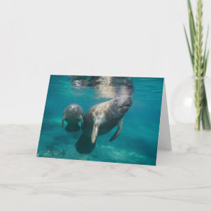 Cutest Baby Animals   Manatee & Baby Card