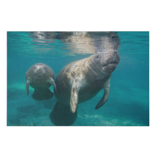 Cutest Baby Animals   Manatee & Baby Faux Canvas Print