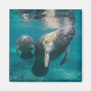 Cutest Baby Animals Manatee & Baby Magnet