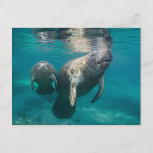 Cutest Baby Animals   Manatee & Baby Postcard
