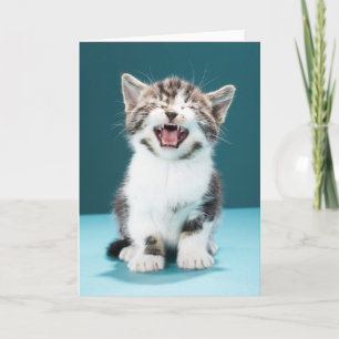 Cutest Baby Animals   Meowing Baby Kitten Card