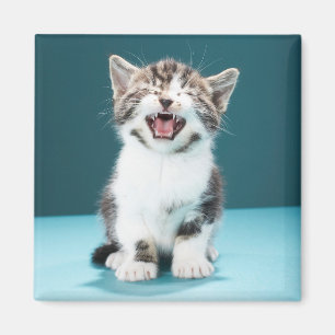 Cutest Baby Animals Meowing Baby Kitten Magnet