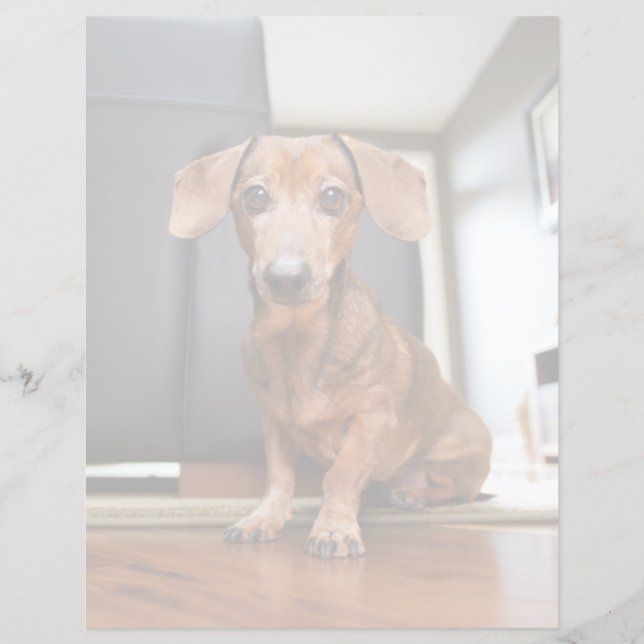 Cutest Baby Animals | Mini Dachshund Puppy (Front)
