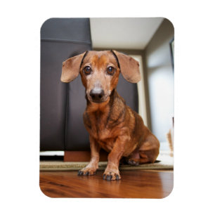 Cutest Baby Animals Mini Dachshund Puppy Magnet