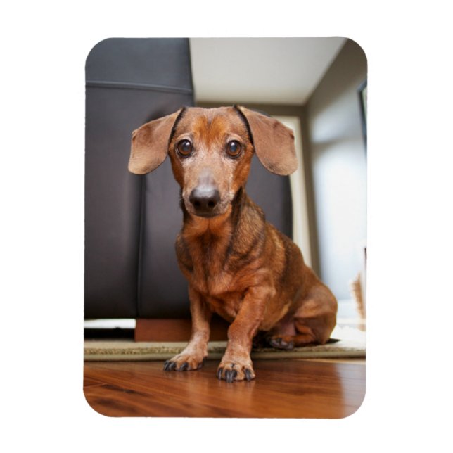 Cutest Baby Animals | Mini Dachshund Puppy Magnet (Vertical)