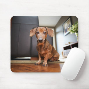 Cutest Baby Animals   Mini Dachshund Puppy Mouse Pad
