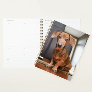 Cutest Baby Animals   Mini Dachshund Puppy Planner