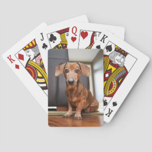 Cutest Baby Animals   Mini Dachshund Puppy Playing Cards