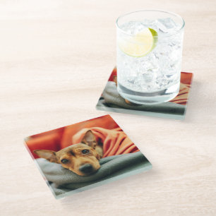 Cutest Baby Animals Miniature Pinscher Glass Coaster