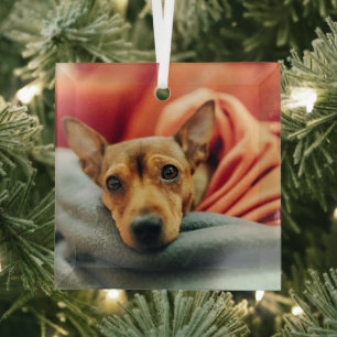 Cutest Baby Animals   Miniature Pinscher Glass Tree Decoration