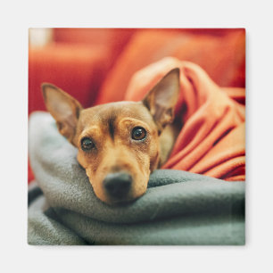 Cutest Baby Animals Miniature Pinscher Magnet