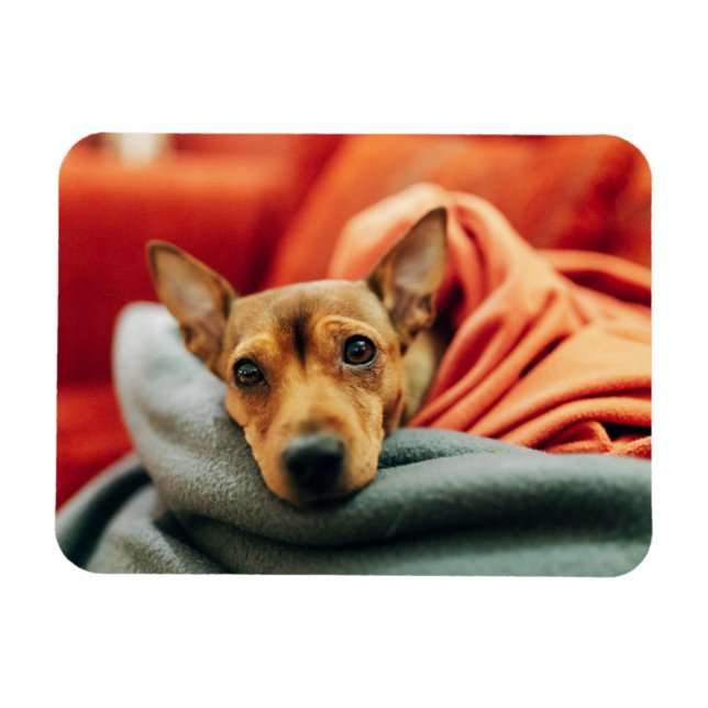 Cutest Baby Animals | Miniature Pinscher Magnet (Horizontal)