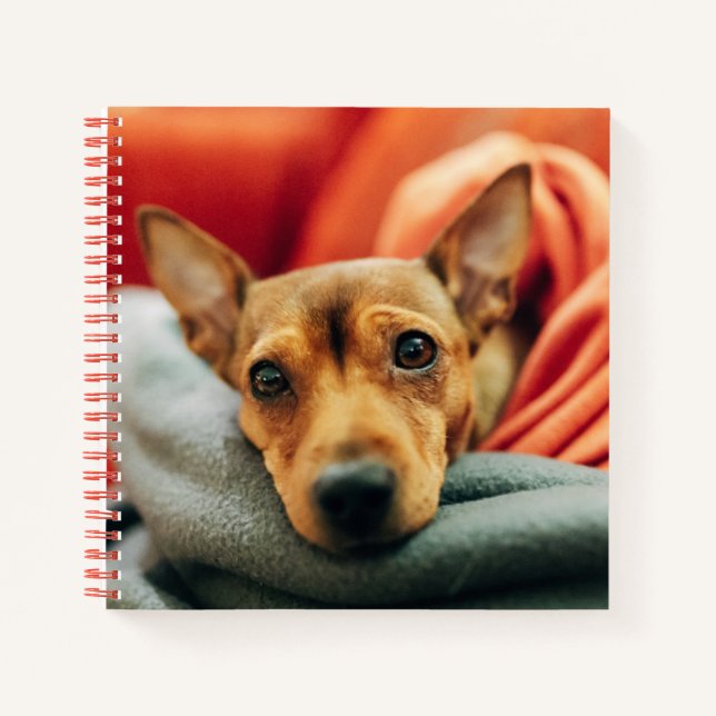 Cutest Baby Animals | Miniature Pinscher Notebook (Front)