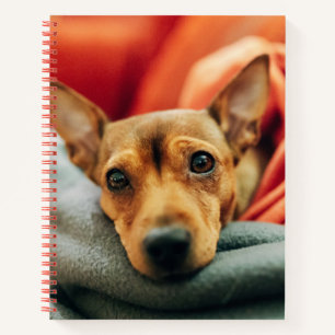 Cutest Baby Animals   Miniature Pinscher Notebook
