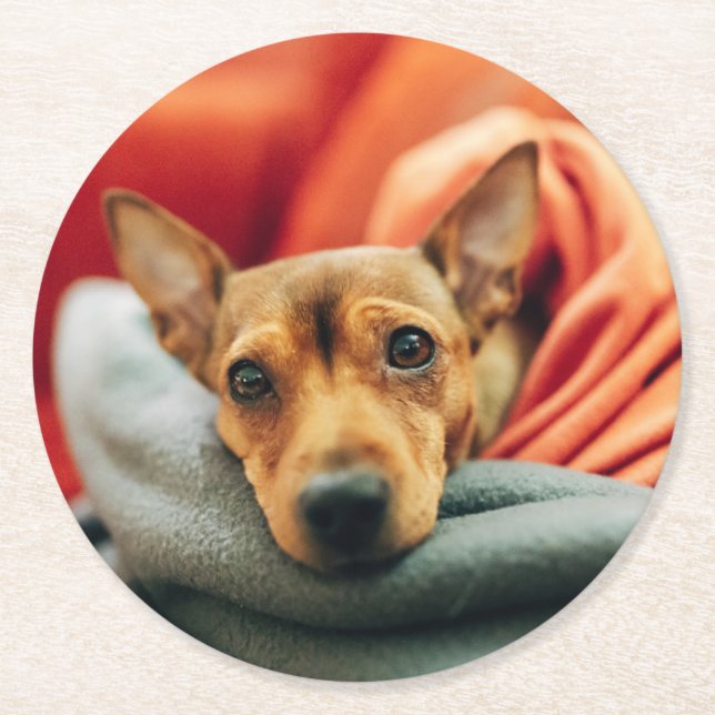 Cutest Baby Animals | Miniature Pinscher Round Paper Coaster (Front)