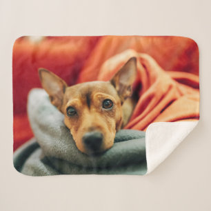 Cutest Baby Animals   Miniature Pinscher Sherpa Blanket