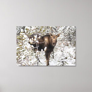 Cutest Baby Animals   Moose Calf Canvas Print