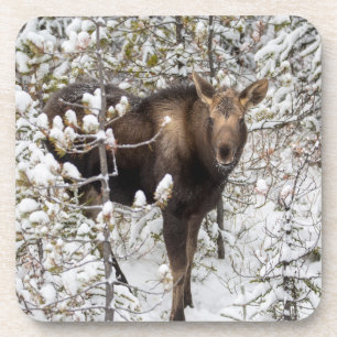 Cutest Baby Animals Moose Calf Coaster