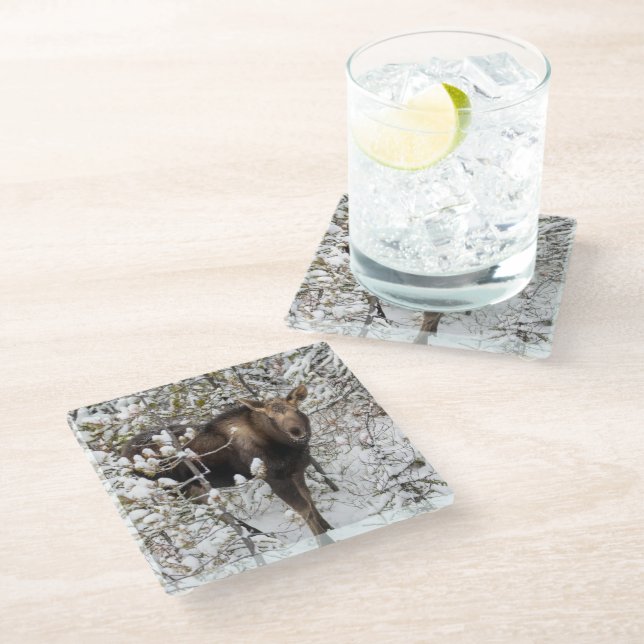 Cutest Baby Animals | Moose Calf Glass Coaster (Angled)