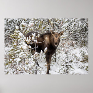 Cutest Baby Animals   Moose Calf Poster