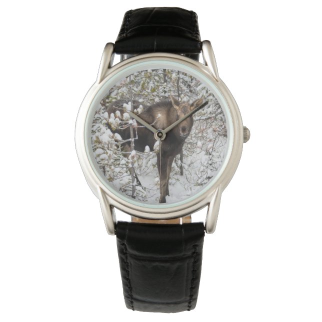 Cutest Baby Animals | Moose Calf Watch (Front)