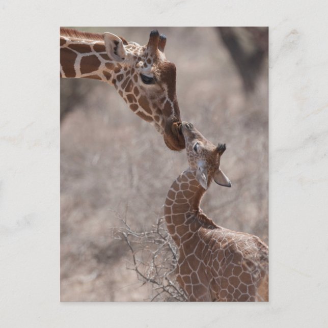 Cutest Baby Animals | Mother and Baby Giraffe Postcard (Front)