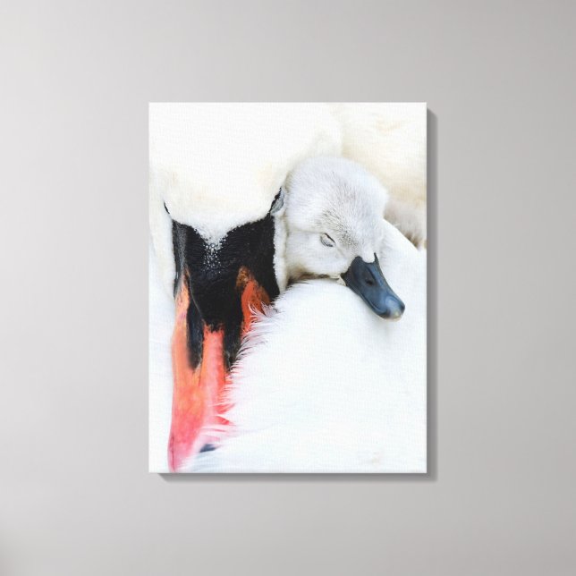 Cutest Baby Animals | Mother & Baby Mute Swan Canvas Print (Front)