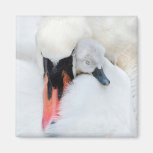 Cutest Baby Animals Mother & Baby Mute Swan Magnet