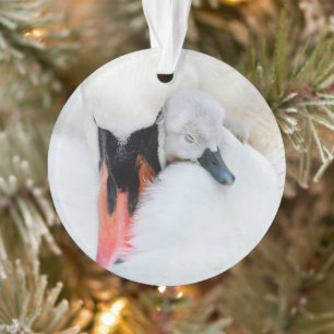 Cutest Baby Animals   Mother & Baby Mute Swan Ornament