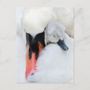 Cutest Baby Animals   Mother & Baby Mute Swan Postcard