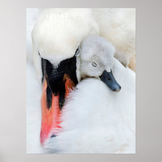 Cutest Baby Animals | Mother & Baby Mute Swan Poster (Front)