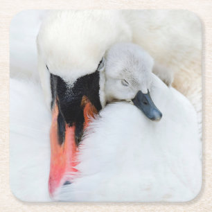 Cutest Baby Animals Mother & Baby Mute Swan Square Paper Coaster