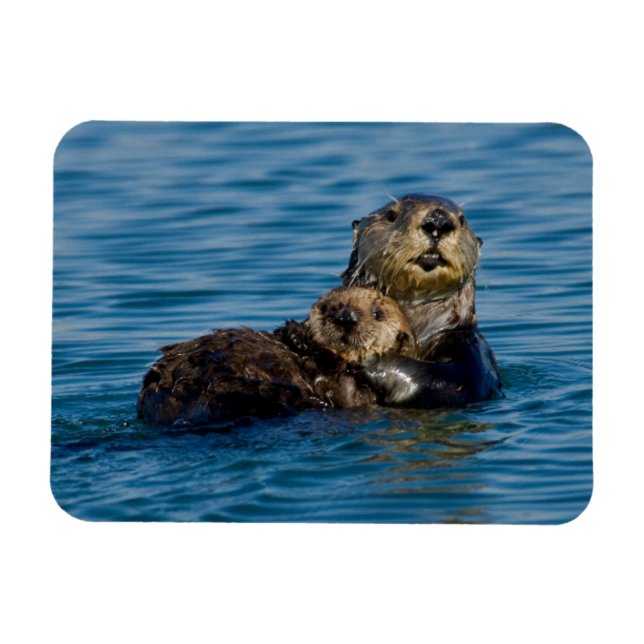Cutest Baby Animals | Mother & Baby Sea Otter Magnet (Horizontal)