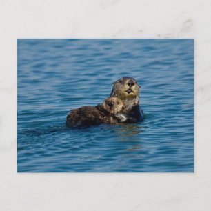 Cutest Baby Animals   Mother & Baby Sea Otter Postcard
