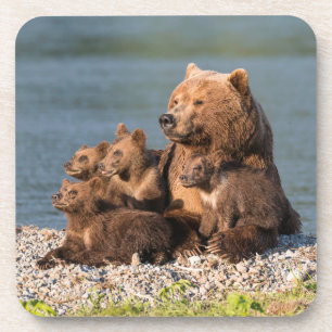 Cutest Baby Animals Mother Bear & Cubs Coaster