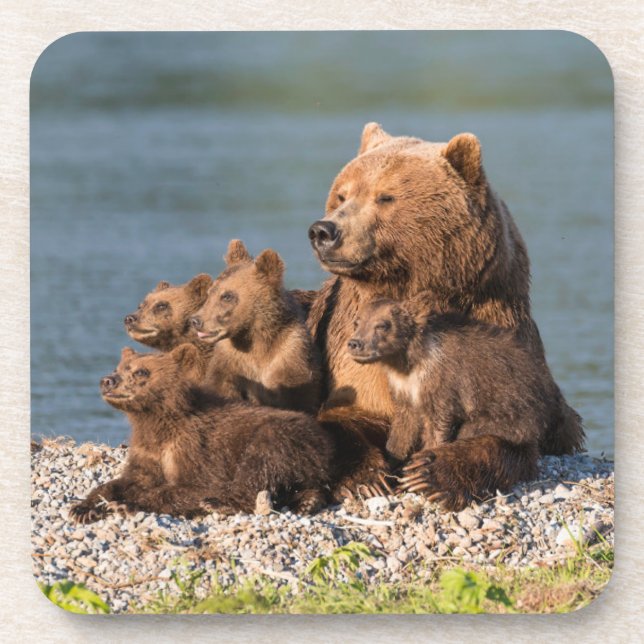 Cutest Baby Animals | Mother Bear & Cubs Coaster (Front)