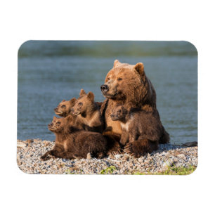 Cutest Baby Animals Mother Bear & Cubs Magnet