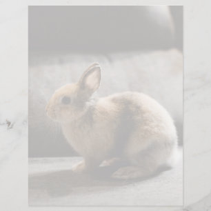 Cutest Baby Animals   Netherland Dwarf Rabbit
