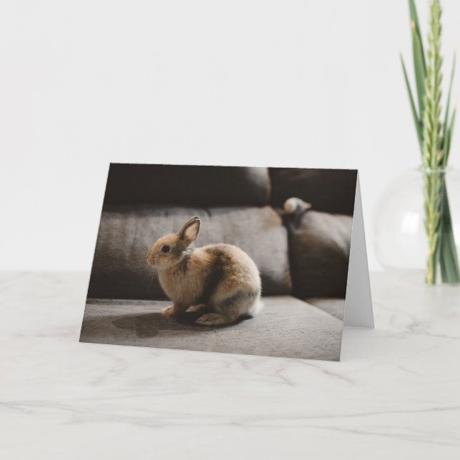 Cutest Baby Animals | Netherland Dwarf Rabbit Card (Front)
