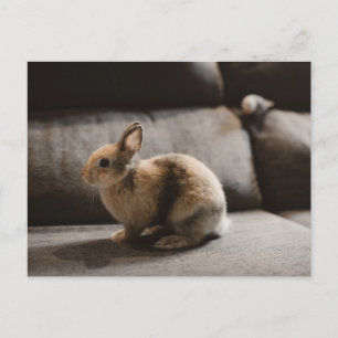 Cutest Baby Animals Netherland Dwarf Rabbit Postcard