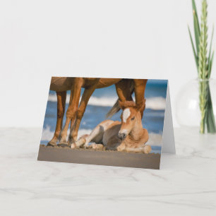 Cutest Baby Animals   Newborn Corolla Wild Horse Card