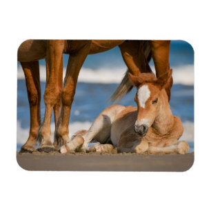 Cutest Baby Animals Newborn Corolla Wild Horse Magnet