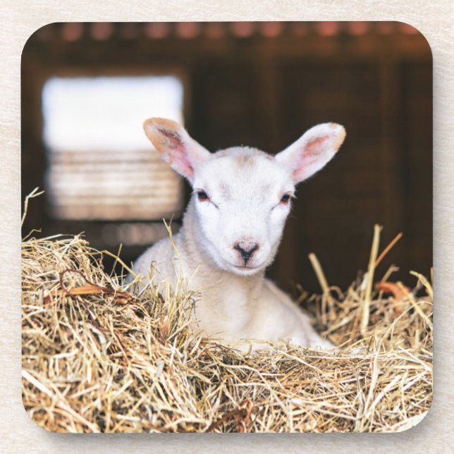 Cutest Baby Animals | Newborn Lamb Coaster (Front)