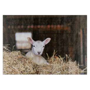 Cutest Baby Animals   Newborn Lamb Cutting Board