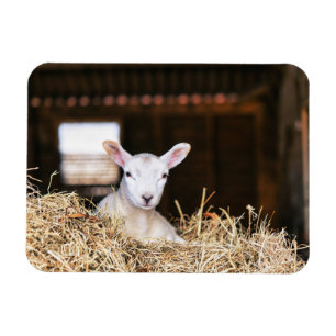 Cutest Baby Animals Newborn Lamb Magnet