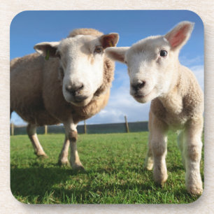 Cutest Baby Animals Newborn Lamb & Mama Coaster