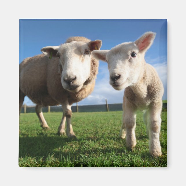 Cutest Baby Animals | Newborn Lamb & Mama Magnet (Front)